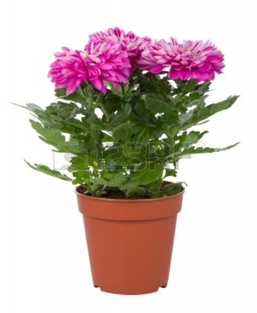 9109914closeuppinkchrysanthemumflowersinpotisolatedonwhite 9109914closeuppinkchrysanthemumflowersinpotisolatedonwhite